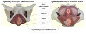 bekkenbodemspieren